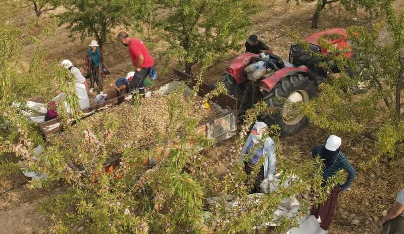 2026 Sezonunda 7 Bin 713 Ton Rekolte Bekleniyor